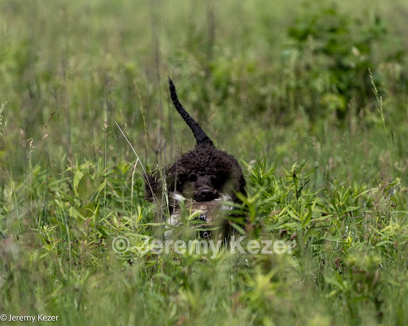 Ghillie Kezer