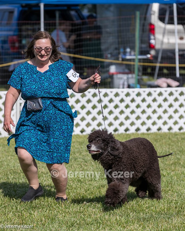 64 - CH Navarone's Absolutely Fabulous RN CGC (Edwina)