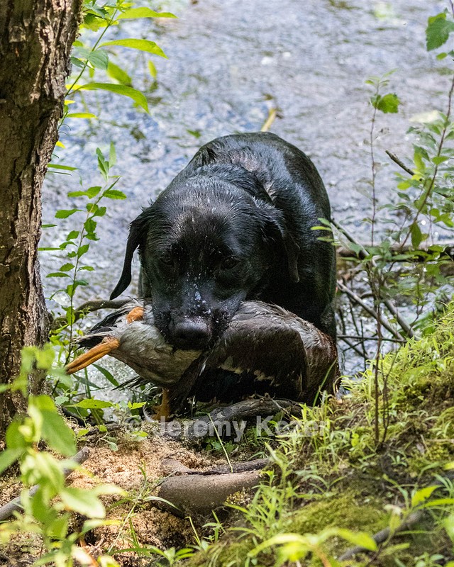 Josie