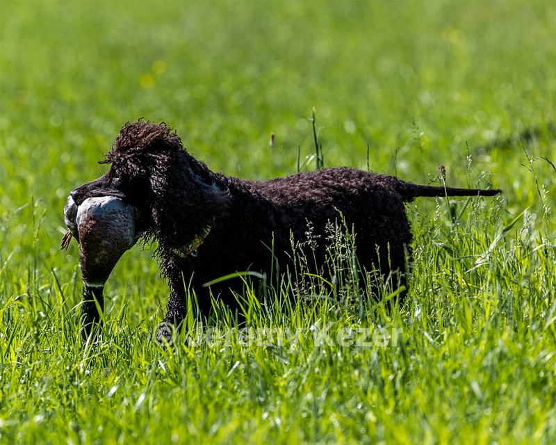 Ghillie Kezer