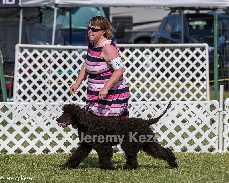 60 - GCH CH All Green Wi'Envy V Alpha Nordic CD RE RATN DS CGCA TKN