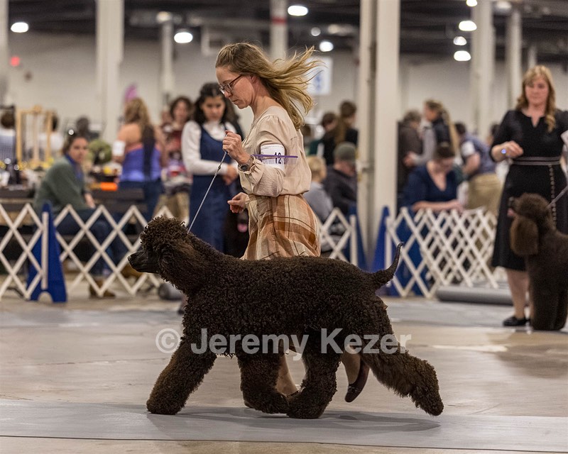 12 - GCH EPIK'S IN OMNIA PARATUS CGC ATT BCAT (Myna)