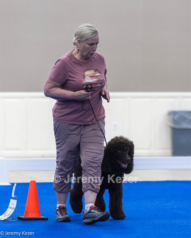 R5 - CASTLEHILL'S BUGSY MALONE 0' CRISPIN RATS DM DS CGC TKA