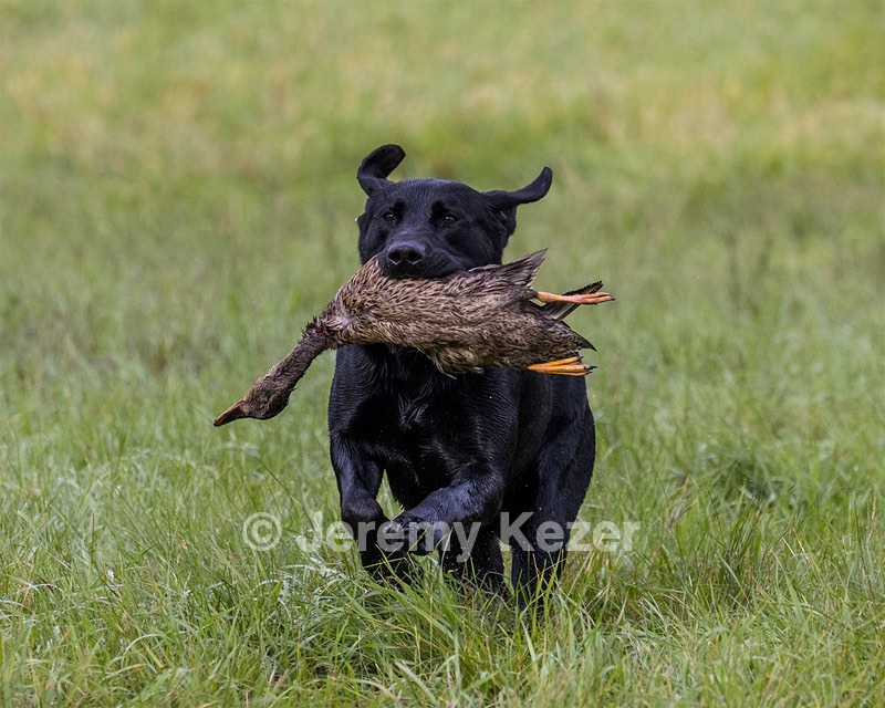 Scout Wood