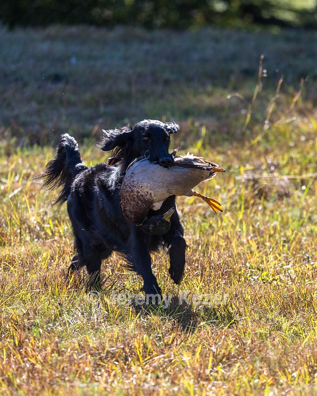 Dolly Partridge