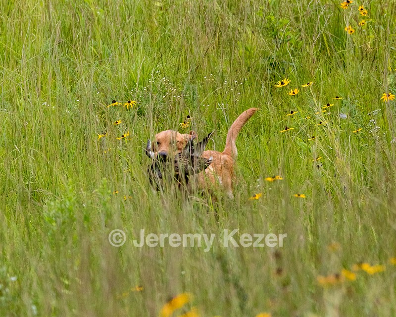 Dexter Mowers
