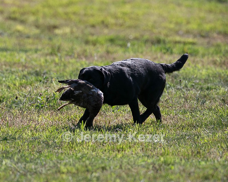 Etta Thompson