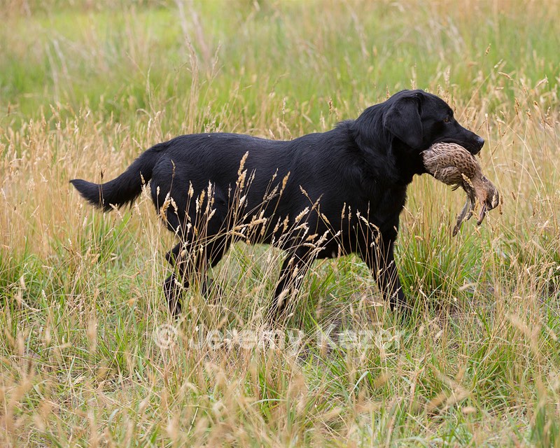 Sambo Moss