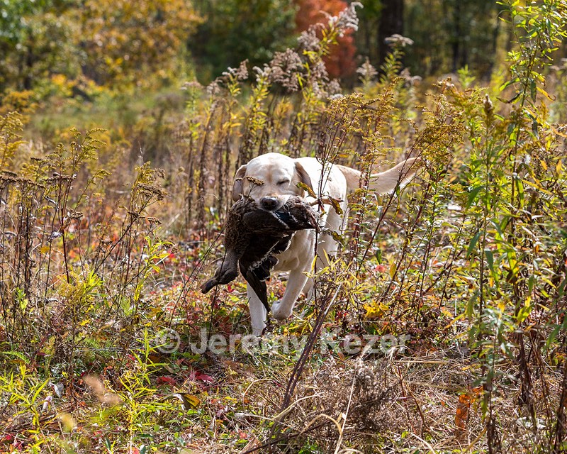 Meadowmere's Annisquam JH WC CGC (Annie)