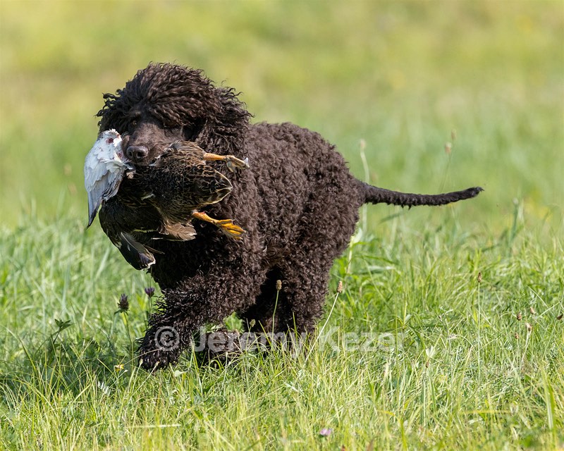 Ghillie Kezer