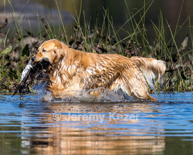 Richie McGee