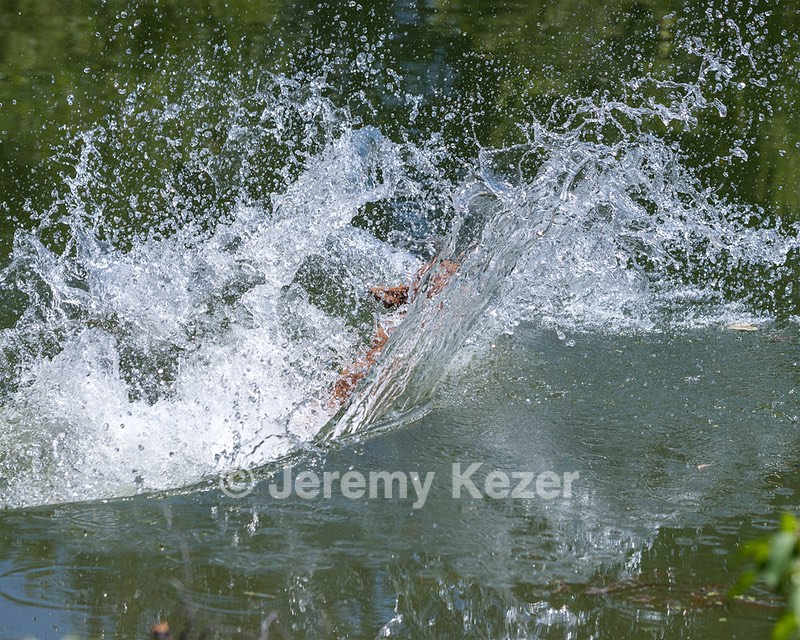 Ali Jumet