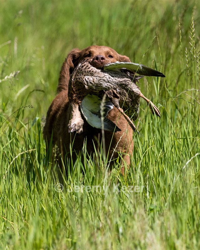 Tule Reed