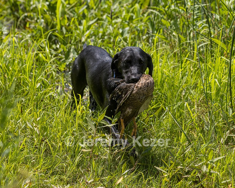 Kodi Fleitz