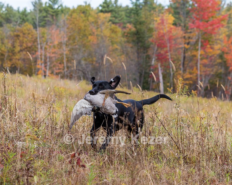 Iowa Pointing Labs Messinger's Kel (Kel)