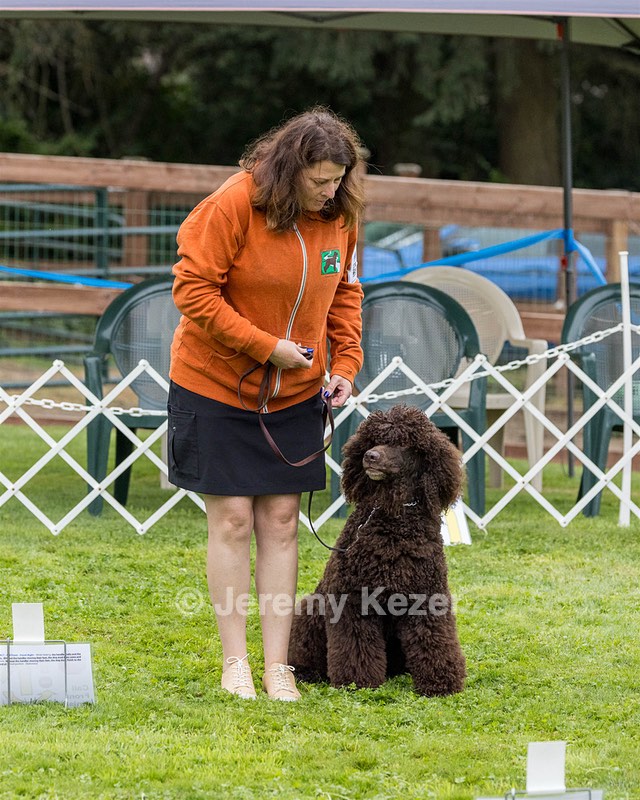 2304 - GCH CH BREKKON'S FIRST MARK BN RN CGC TKN (Hunny)
