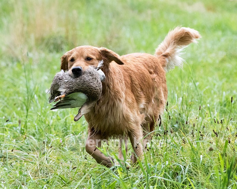 Hawk Worrest
