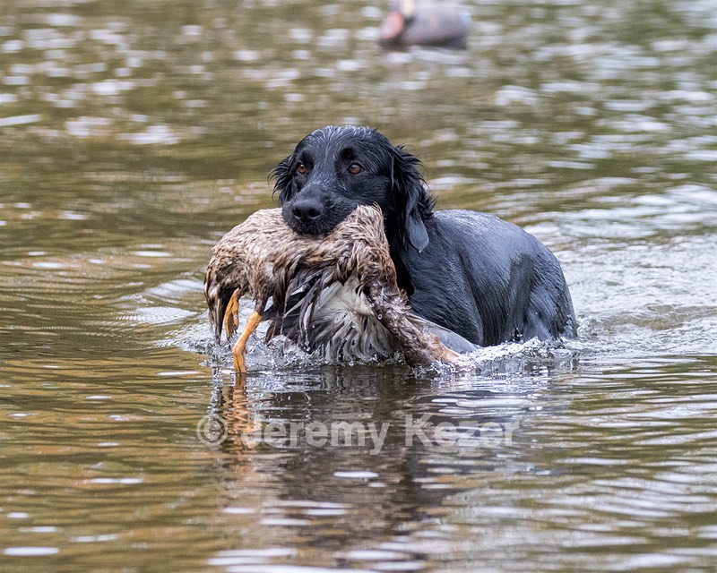 Onyx