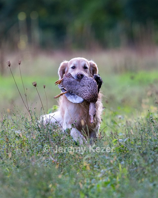 Ghillie Deresienska