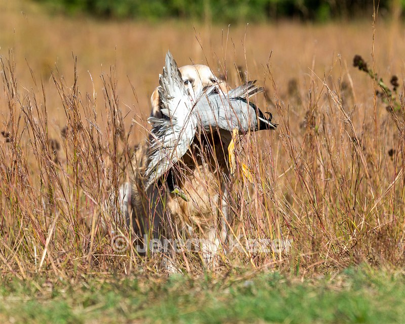 Ghillie Deresienska