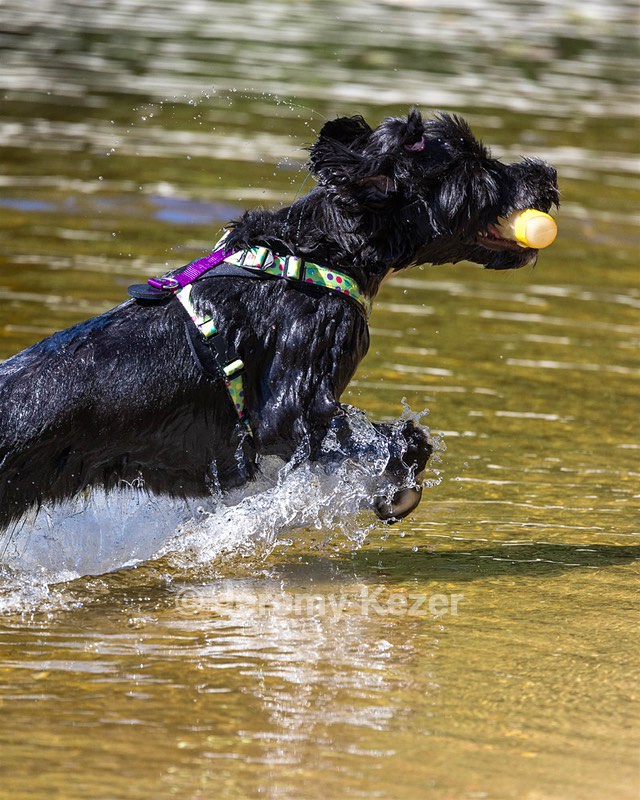 Dottie Notestine
