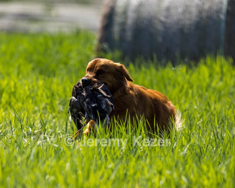 Ida McAndrew