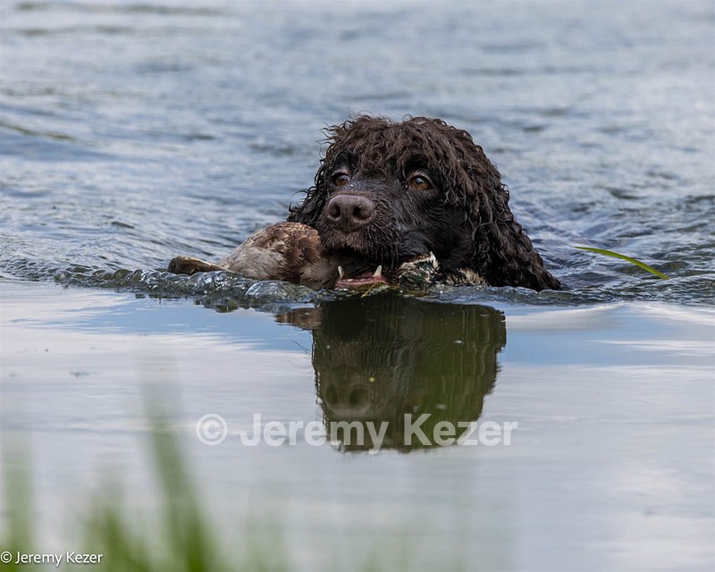 Ghillie