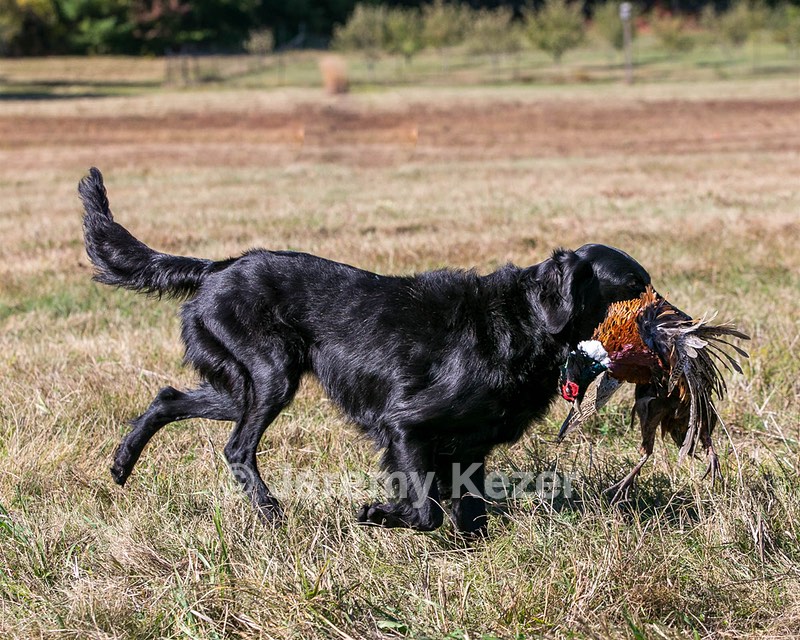 Jett