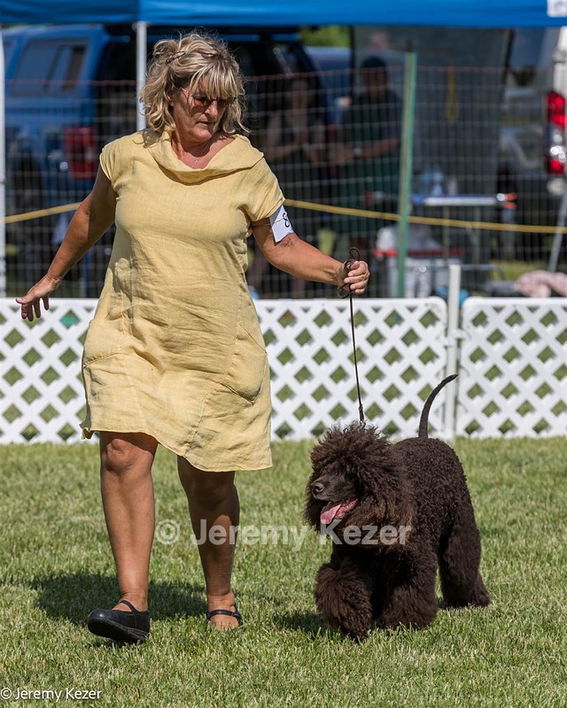 86 - GCH CH Chantico's The Power Of One (Allure)