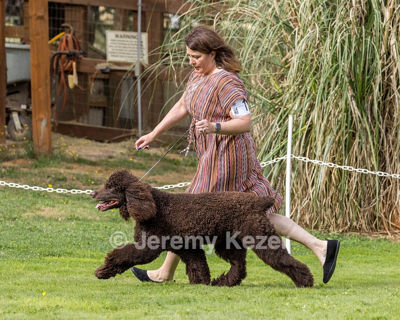 11 - GCH CH BREKKON'S FIRST MARK BN RN CGC TKN