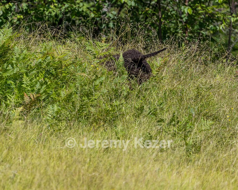 Ghillie Kezer