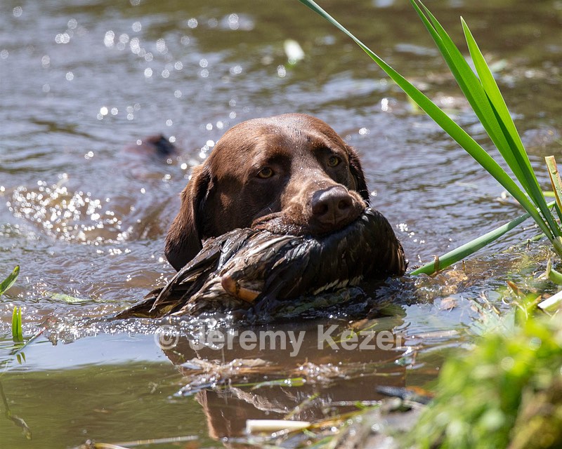 Otter Donlon