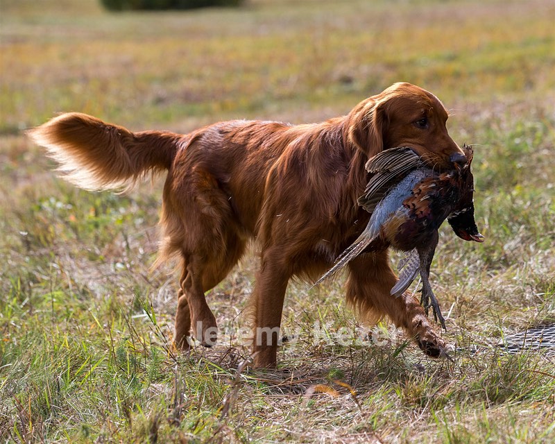 Tracker