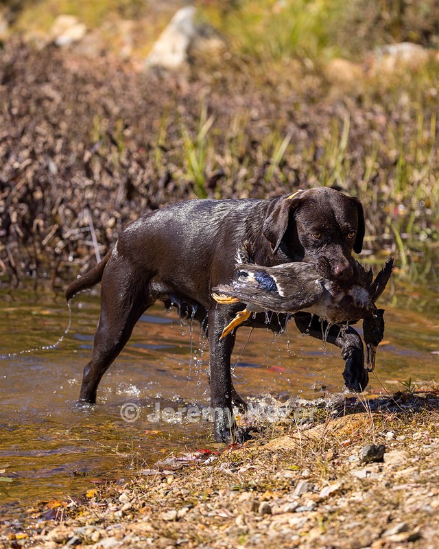 Rimfire's Spoonful of Sugar "Poppy"