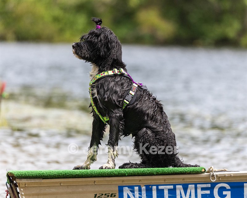 Dottie Notestine