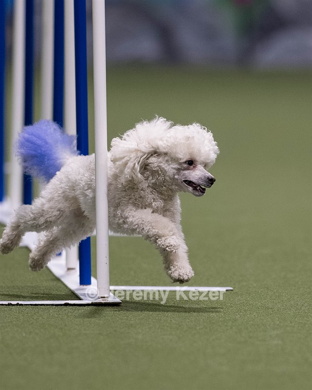 Bolt Kearney