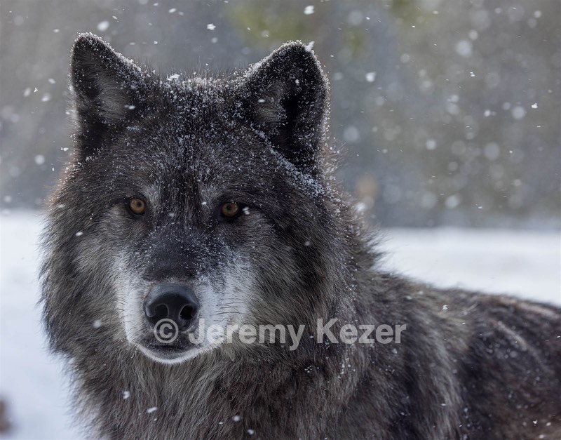 Wolf, West Yellowstone, Montana