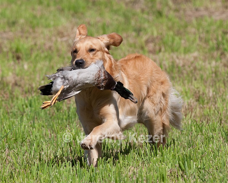 Diego