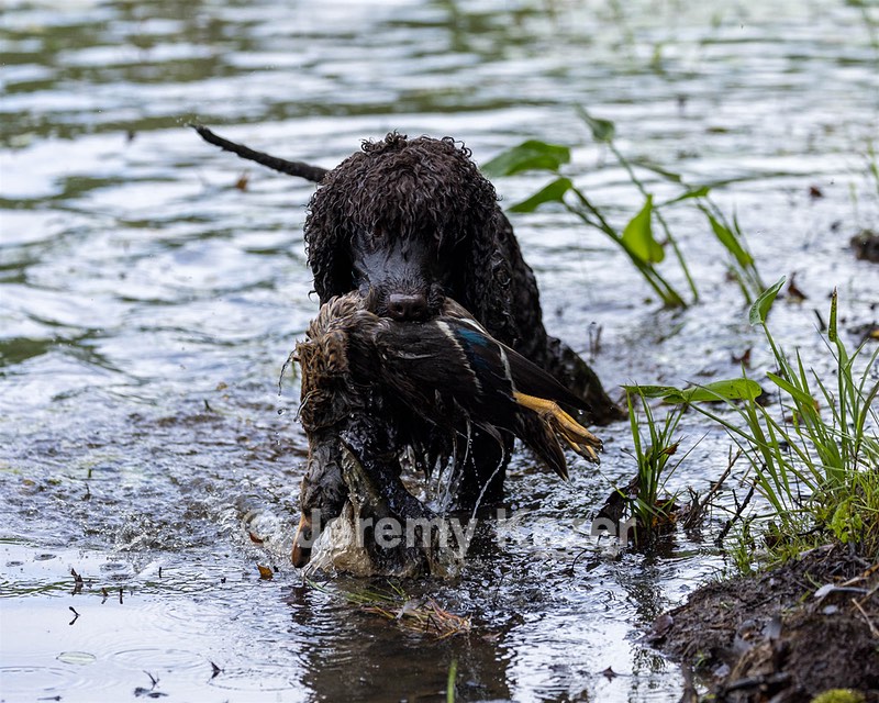 Ghillie Kezer