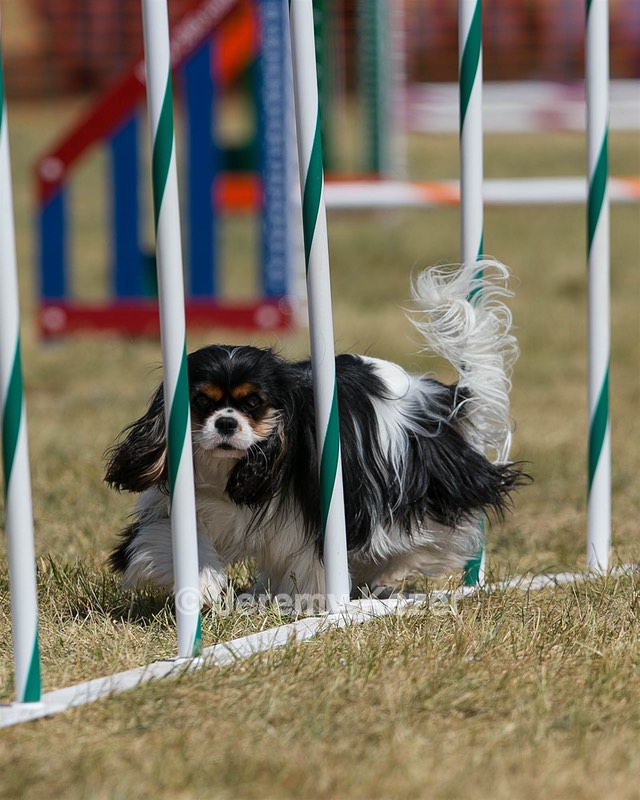 20150614-CCKC-1824.jpg
