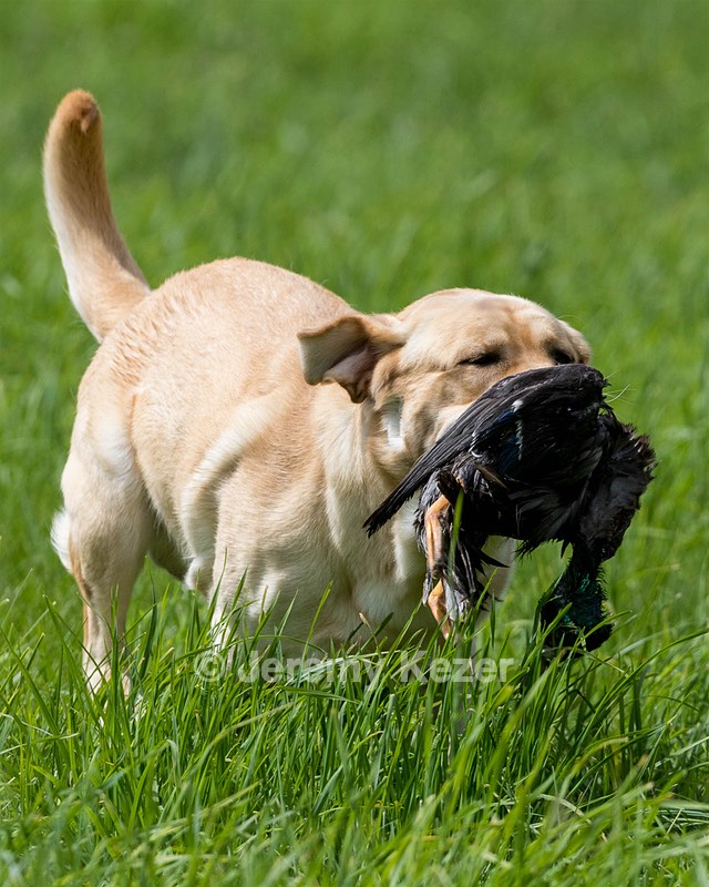 Eli Scheno