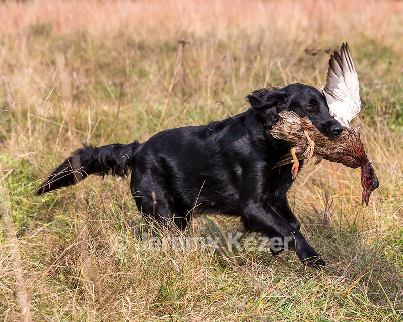 Onyx