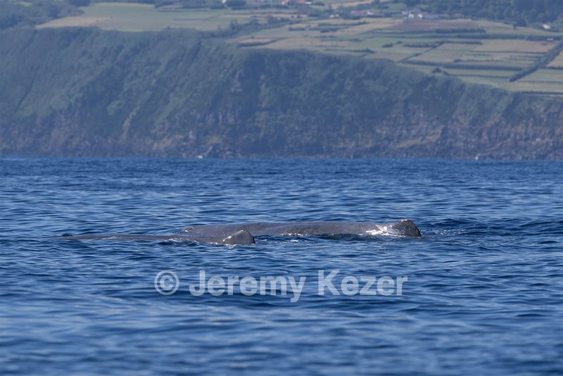 Sperm Whale