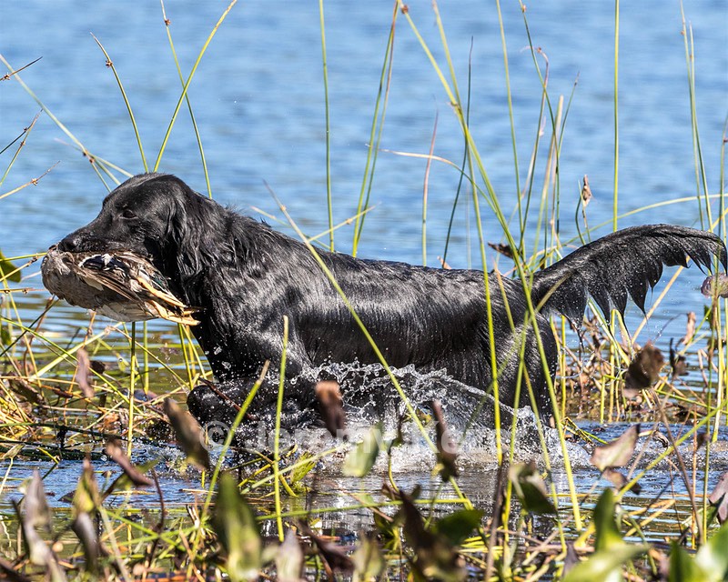 Ruger Bodine