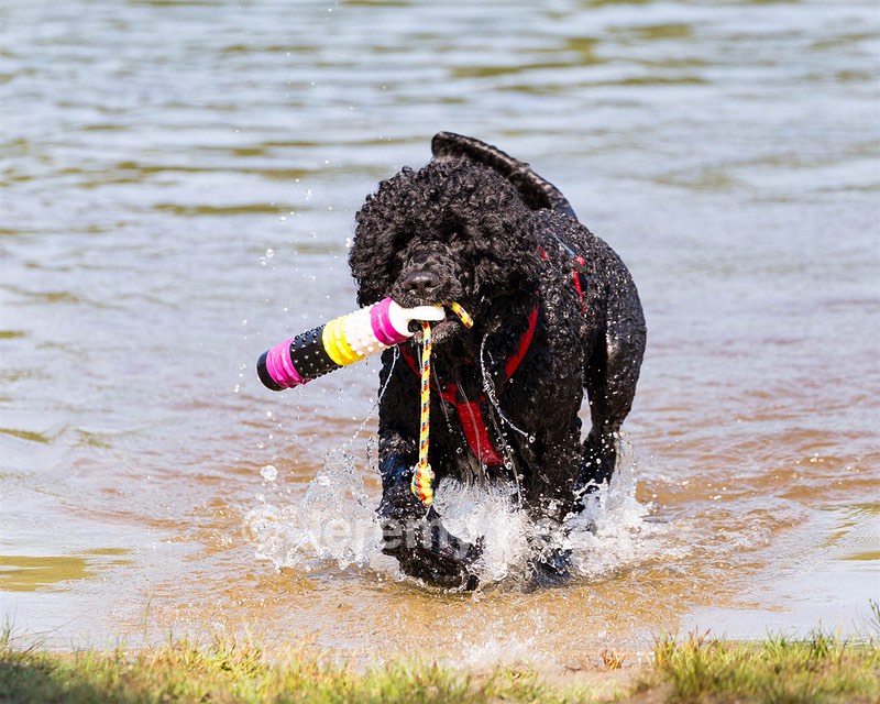 Phelps
