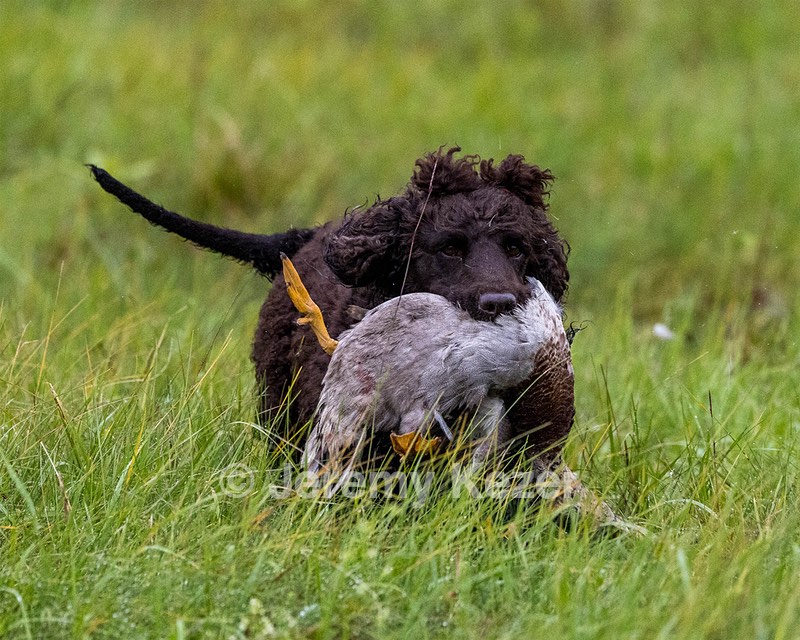 Ghillie Kezer