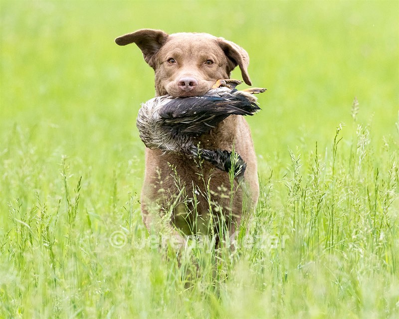 Hunter Law