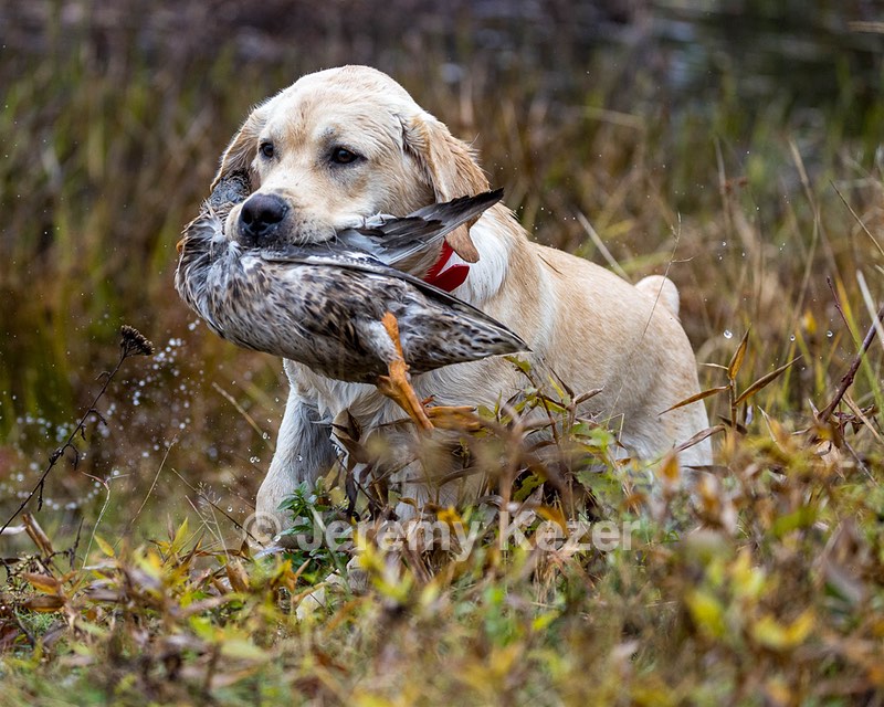 Train Anderson