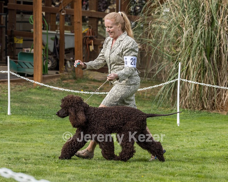 20 - CH COOMARA OGHA O'BOBN AT BELTANE CD BN RN BCAT RATO CGC TKI (Bob'N)