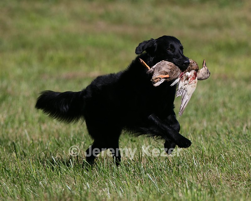 Gunner McCluer